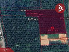 ขายที่ดิน เนื้อที่ 7 ไร่ 3.3 ตารางวา อ.พุนพิน จ.สุราษฎร์ธานี-202510121043221760240602932.jpg