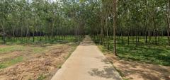 ขายที่ดิน 3 ไร่ สวยติดถนนคอนกรีต พังลา สะเดา ใกล้ศรีตรังฯ-202510121257331760248653530.jpg