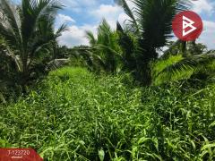 ขายที่ดิน เนื้อที่ 1 งาน 61.7 ตารางวา พระประแดง สมุทรปราการ-202510121306471760249207700.jpg