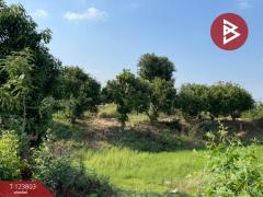 ขายด่วนที่ดินพร้อมสิ่งปลูกสร้าง เนื้อที่ 17 ไร่ 1 งาน 80 ตารางวา ติดถนนเส้นวังทอง-สากเหล็ก พิษณุโลก-202510121513561760256836315.jpg