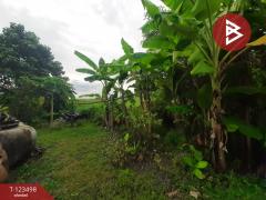 ขายที่ดิน เนื้อที่ 1 งาน 98 ตารางวา คู้-คลองสิบ 4 หนองจอก กรุงเทพมหานคร-202510141448491760428129803.jpg