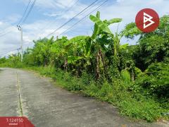 ขายด่วนที่ดินเปล่า เนื้อที่ 1 ไร่ หนองจอก กรุงเทพฯ-202510150904311760493871293.jpg