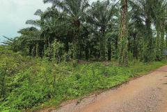 ขายที่ดิน 7 ไร่ เมืองชุมพร เหมาะทำโครงการจัดสรร บ้านจัดสรร หรือโกดัง ทำเลดีมาก-202510151011461760497906346.jpg