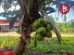 ขายที่ดิน เนื้อที่ 20 ไร่ 1 งาน 18.6 ตร.วา โพธาราม ราชบุรี-202510151713421760523222917.jpg