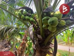 ขายที่ดิน เนื้อที่ 20 ไร่ 1 งาน 18.6 ตร.วา โพธาราม ราชบุรี-202510151713431760523223449.jpg