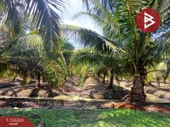 ขายที่ดิน เนื้อที่ 20 ไร่ 1 งาน 18.6 ตร.วา โพธาราม ราชบุรี-202510151713471760523227462.jpg