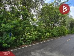  ขายที่ดิน เนื้อที่ 11 ไร่ 1 งาน 17 ตร.วา นาสีนวน มุกดาหาร-202510161244431760593483473.jpg