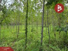  ขายที่ดิน เนื้อที่ 11 ไร่ 1 งาน 17 ตร.วา นาสีนวน มุกดาหาร-202510161244441760593484023.jpg