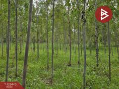  ขายที่ดิน เนื้อที่ 11 ไร่ 1 งาน 17 ตร.วา นาสีนวน มุกดาหาร-202510161244441760593484572.jpg