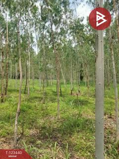  ขายที่ดิน เนื้อที่ 11 ไร่ 1 งาน 17 ตร.วา นาสีนวน มุกดาหาร-202510161244451760593485128.jpg