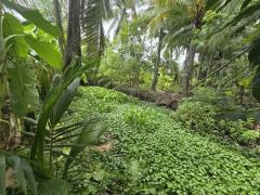 สัมผัสเสน่ห์ของชีวิตริมคลองที่แท้จริง กับที่ดินแปลงงามติด คลองยายแพง อำเภอบางคนที จ.สมุทรสงคราม