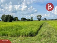 ขายที่ดิน เนื้อที่ 11 ไร่ 1 งาน 3 ตร.วา สำโรงทาบ สุรินทร์