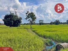 ขายที่ดิน เนื้อที่ 11 ไร่ 1 งาน 3 ตร.วา สำโรงทาบ สุรินทร์-202510161500081760601608785.jpg