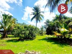 ขายที่ดิน-เนื้อที่-200-ตารางวา-ต.หนองห