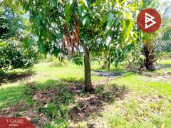 ขายที่ดิน เนื้อที่ 200 ตารางวา ต.หนองหงษ์ อ.พานทอง ชลบุรี-202510161632181760607138103.jpg