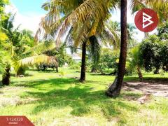 ขายที่ดิน เนื้อที่ 200 ตารางวา ต.หนองหงษ์ อ.พานทอง ชลบุรี-202510161632191760607139181.jpg