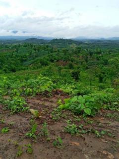 ทีดินราคาถูกที่สุดในเมืองกาญจนบุรีไร่ละ7.9หมื่นเอกสารสิทธ์นส.3ก.ครุเขียว สภาพพื้นที่ ที่ดินเหมือนแถวเขาใหญ่ปากช่องนครราชสีมา 