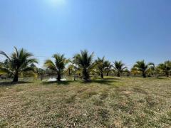 ขายที่ดิน 12-2-45 ไร่ 7.5ลบ. ผ่อนได้ บ่อปลา4บ่อ สวนมะพร้าว สาธารณูปโภค ใกล้เขื่อนแม่งัด ต.แม่หอพระ อ.แม่แตง เชียงใหม่