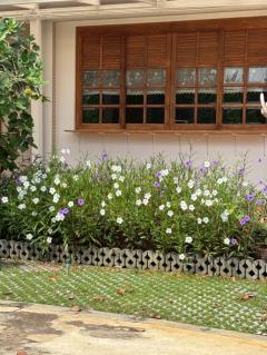 ขายที่ดิน 5 ไร่ พร้อมบ้านพักสไตล์รีสอร์ท ติดคลองสวย พร้อมโอน บ้านแพ้ว 4 ตำบลหลักสาม สมุทรสาคร -202510171207271760677647485.jpg