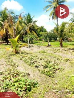 ขายที่ดิน เนื้อที่ 250 ตารางวา อ.พานทอง ชลบุรี-202510171252541760680374744.jpg