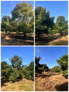 ขายที่ดิน ตำบลวังแซ้ม จันทบุรี  25ไร่  3 งาน  63 ตารางวา 