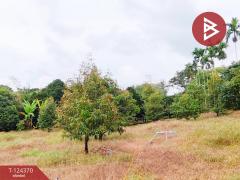 ขายที่ดิน เนื้อที่ 3 ไร่ 60 ตร.วา โป่งน้ำร้อน จันทบุรี-202510171552201760691140413.jpg