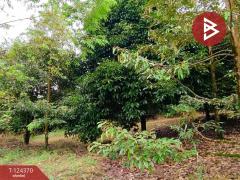 ขายที่ดิน เนื้อที่ 3 ไร่ 60 ตร.วา โป่งน้ำร้อน จันทบุรี-202510171552241760691144908.jpg