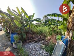 ขายที่ดิน เนื้อที่ 60.2 ตร.วา คลองหลวง ปทุมธานี-202510171633111760693591398.jpg