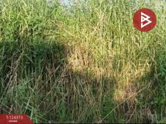 ขายที่ดิน เนื้อที่ 50 ตร.วา บางบ่อ สมุทรปราการ-202510181011231760757083676.jpg