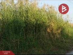 ขายที่ดิน เนื้อที่ 50 ตร.วา บางบ่อ สมุทรปราการ-202510181011241760757084308.jpg