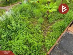 ขายที่ดิน เนื้อที่ 1 งาน 32.3 ตร.วา ท่าช้าง จันทบุรี-202510181050041760759404911.jpg