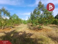 ขายที่ดินพร้อมสิ่งปลูกสร้าง เนื้อที่ 3 ไร่ ท่าใหม่ จันทบุรี-202510181208151760764095447.jpg