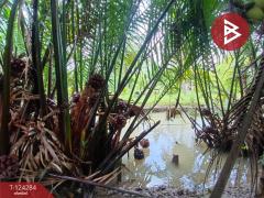 ขายที่ดินพร้อมบ้านเดี่ยว 2 ชั้น เนื้อที่ 2 ไร่ 2 งาน 54 ตารางวา คลองเขิน สมุทรสงคราม-202510181605201760778320262.jpg