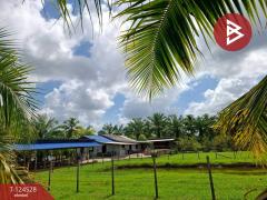 ขายที่ดินพร้อมสิ่งปลูกสร้าง เนื้อที่ 9 ไร่ 3 งาน 38.7 ตารางวา ต.บางจาก นครศรีธรรมราช-202510181614471760778887682.jpg