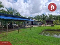 ขายที่ดินพร้อมสิ่งปลูกสร้าง เนื้อที่ 9 ไร่ 3 งาน 38.7 ตารางวา ต.บางจาก นครศรีธรรมราช-202510181614481760778888223.jpg