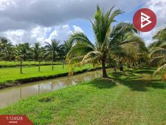 ขายที่ดินพร้อมสิ่งปลูกสร้าง เนื้อที่ 9 ไร่ 3 งาน 38.7 ตารางวา ต.บางจาก นครศรีธรรมราช-202510181614491760778889310.jpg