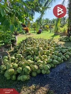 ขายที่ดินพร้อมสิ่งปลูกสร้าง เนื้อที่ 9 ไร่ 3 งาน 38.7 ตารางวา ต.บางจาก นครศรีธรรมราช-202510181614491760778889853.jpg