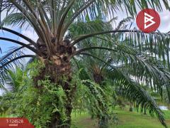 ขายที่ดินพร้อมสิ่งปลูกสร้าง เนื้อที่ 9 ไร่ 3 งาน 38.7 ตารางวา ต.บางจาก นครศรีธรรมราช-202510181614511760778891237.jpg