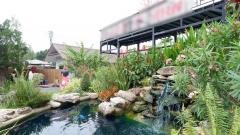 ขายขาดทุน รีสอร์ทสไตล์ญี่ปุ่น น้ำไม่ท่วม อ.แม่ออน เชียงใหม่-202510181757461760785066576.jpg