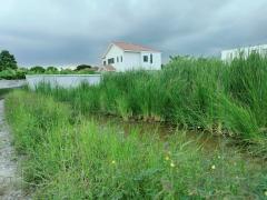 ที่ดินนครอินทร์-ราชพฤกษ์ 120 ตารางวา ใกล้วัดยางป่า ซอย บางขนุน 5 อ.บางกรวย จ.นนทบุรี 095-879-4465-202510182048031760795283224.jpeg