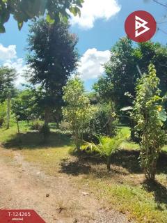 ขายที่ดินพร้อมสิ่งปลูกสร้าง เนื้อที่ 4 ไร่ 87.5 ตร.วา เชียงคาน เลย-202510191007381760843258113.jpg