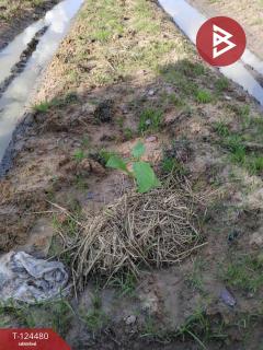 ขายที่ดิน เนื้อที่ 27 ไร่ 2 งาน 80 ตร.วา เขื่องใน อุบลราชธานี-202510191240361760852436457.jpg