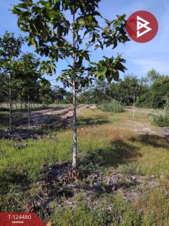 ขายที่ดิน เนื้อที่ 27 ไร่ 2 งาน 80 ตร.วา เขื่องใน อุบลราชธานี-202510191240371760852437477.jpg