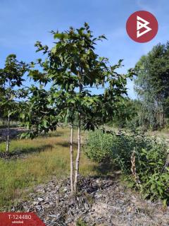 ขายที่ดิน เนื้อที่ 27 ไร่ 2 งาน 80 ตร.วา เขื่องใน อุบลราชธานี-202510191240371760852437997.jpg