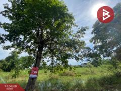 ขายถูกที่ดินเปล่า เนื้อที่ 200 ตารางวา หนองจอก กรุงเทพฯ ใกล้ถนนใหญ่-202510191251491760853109274.jpg