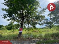 ขายถูกที่ดินเปล่า เนื้อที่ 200 ตารางวา หนองจอก กรุงเทพฯ ใกล้ถนนใหญ่-202510191251501760853110317.jpg