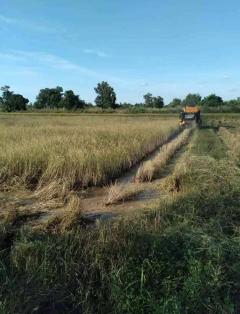 ขายถูกมาก!! ที่นา 11 ไร่ พร้อมบ่อน้ำ ติดถนน อ.ประจักษ์ศิลปาคม จ.อุดรธานี ใกล้นิคม ใกล้ใจกลางเมืองอุดรฯ-202510191607091760864829436.jpg