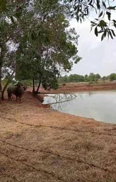 ขายถูกมาก!! ที่นา 11 ไร่ พร้อมบ่อน้ำ ติดถนน อ.ประจักษ์ศิลปาคม จ.อุดรธานี ใกล้นิคม ใกล้ใจกลางเมืองอุดรฯ-202510191607101760864830396.jpg