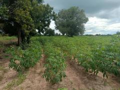 ขายถูกมาก!! ที่ดิน 9-2-13 ไร่ ติดถนน ติดเทศบาลตำบลเนินขาม สถานีตำรวจ ที่ว่าการอำเภอ โรงพยาบาล อ.เนินขาม จ.ชัยนาท