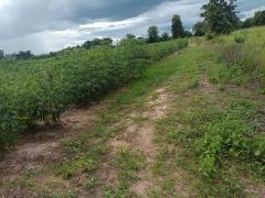 ขายถูกมาก!! ที่ดิน 9-2-13 ไร่ ติดถนน ติดเทศบาลตำบลเนินขาม สถานีตำรวจ ที่ว่าการอำเภอ โรงพยาบาล อ.เนินขาม จ.ชัยนาท-202510191945571760877957574.jpg